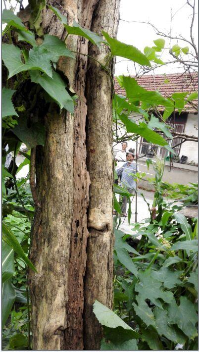 榨臻树欣赏_榨臻树欣赏价格_榨臻树欣赏图片_来自藏友金诚义诺_木器