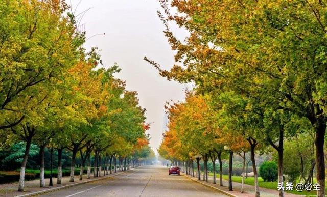 我国南北方绿化常用行道树有哪些?