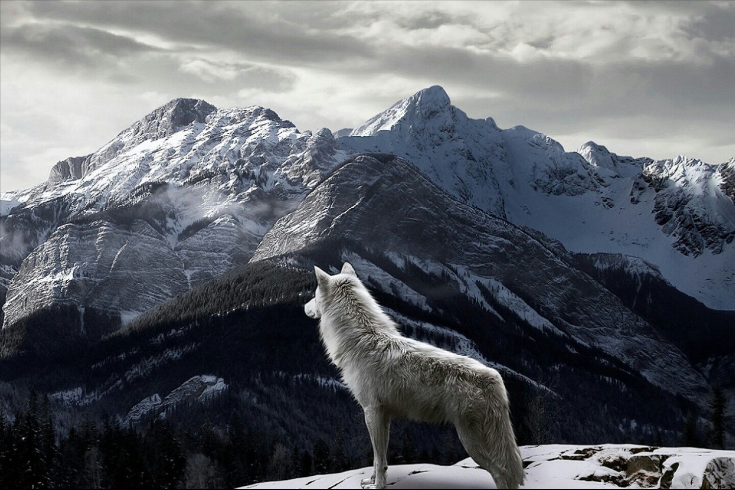 狼群中的狼王通常在什么位置?会走在队伍的末尾殿后吗?