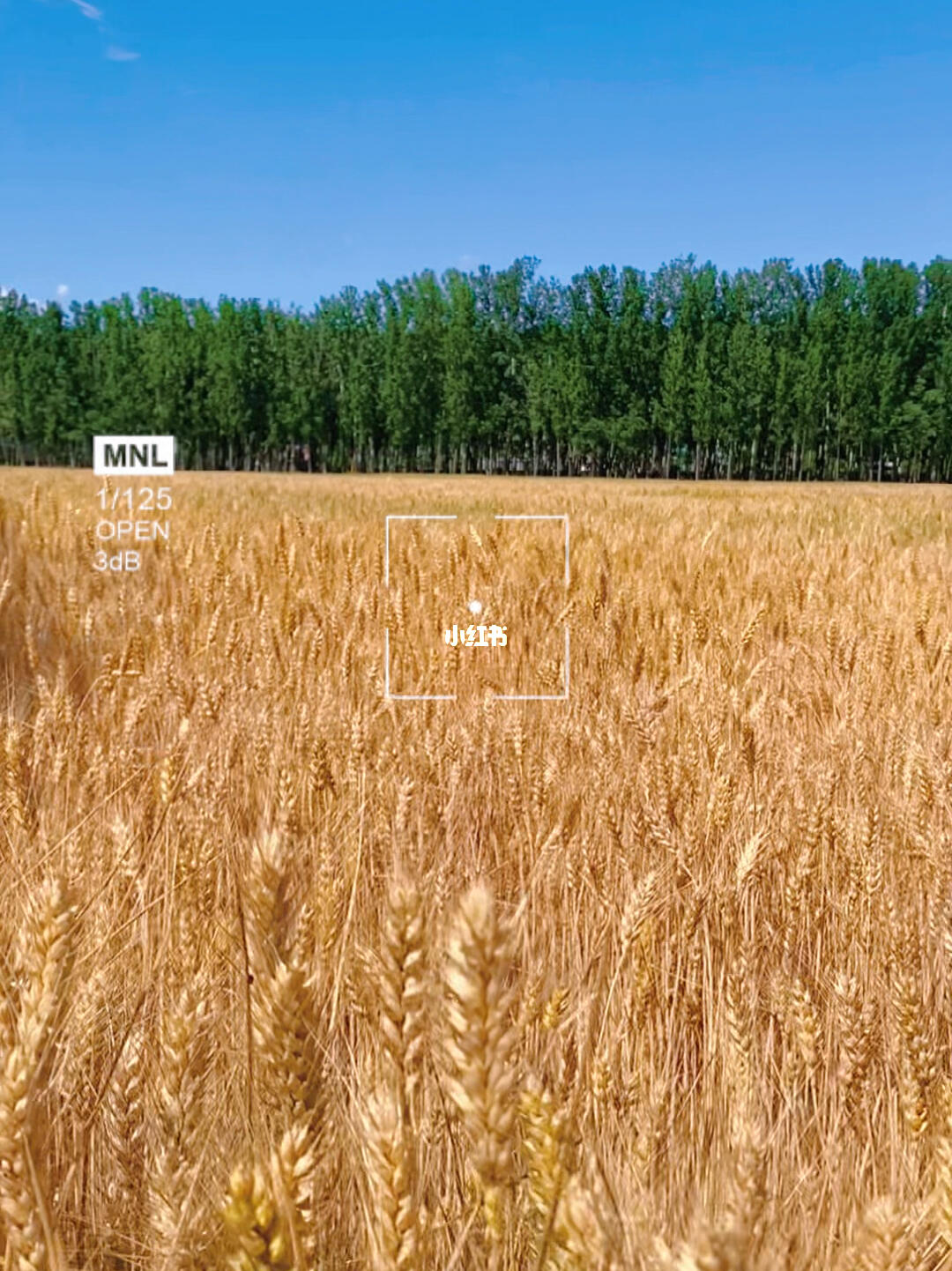 通州的金色麦田风吹麦浪麦穗饱满向上