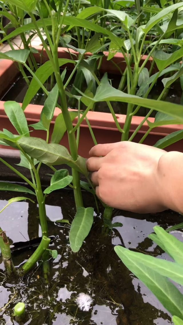 空心菜,种在水里,嫩嘟嘟的