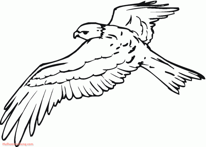 展翅翱翔的鸟的简笔画