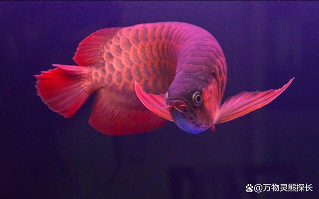 龙鱼是出了名的观赏鱼,比如,一条品相很好的金龙鱼能登上拍卖会,价格