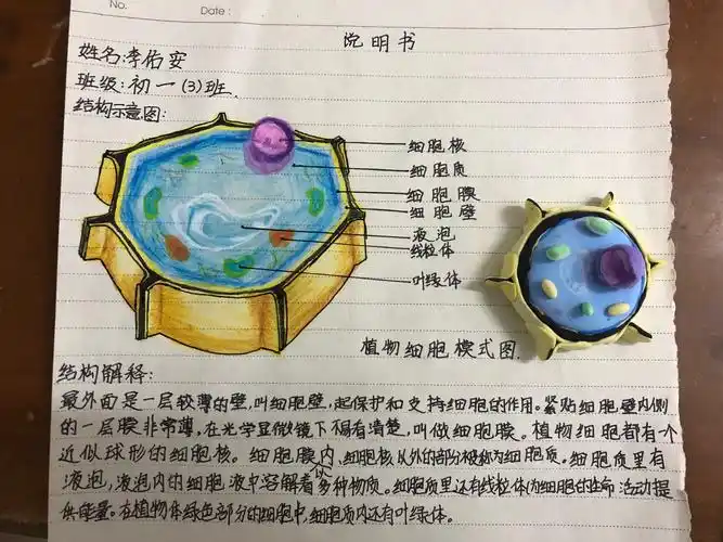 初一实验班生物模型制作大赛获奖公示