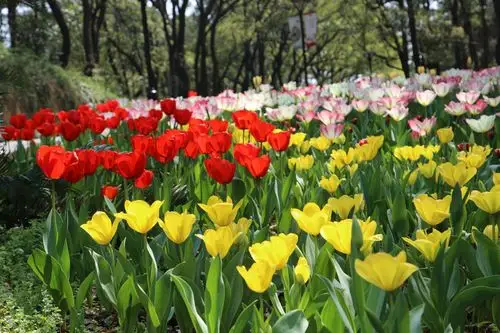 湖南省植物园之世界名花郁金香花展