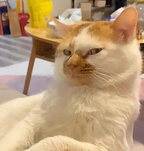 一组可爱沙雕猫咪头像表情包06