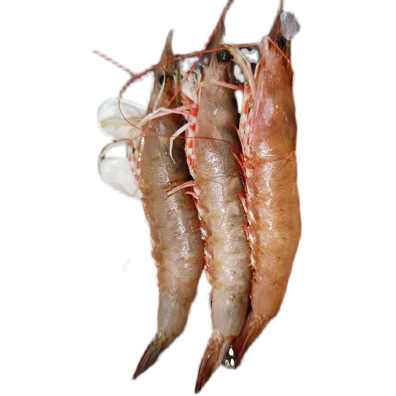 汕尾本港新鲜沙卢青筋卢虾海海虾现捕活虾对虾活虾