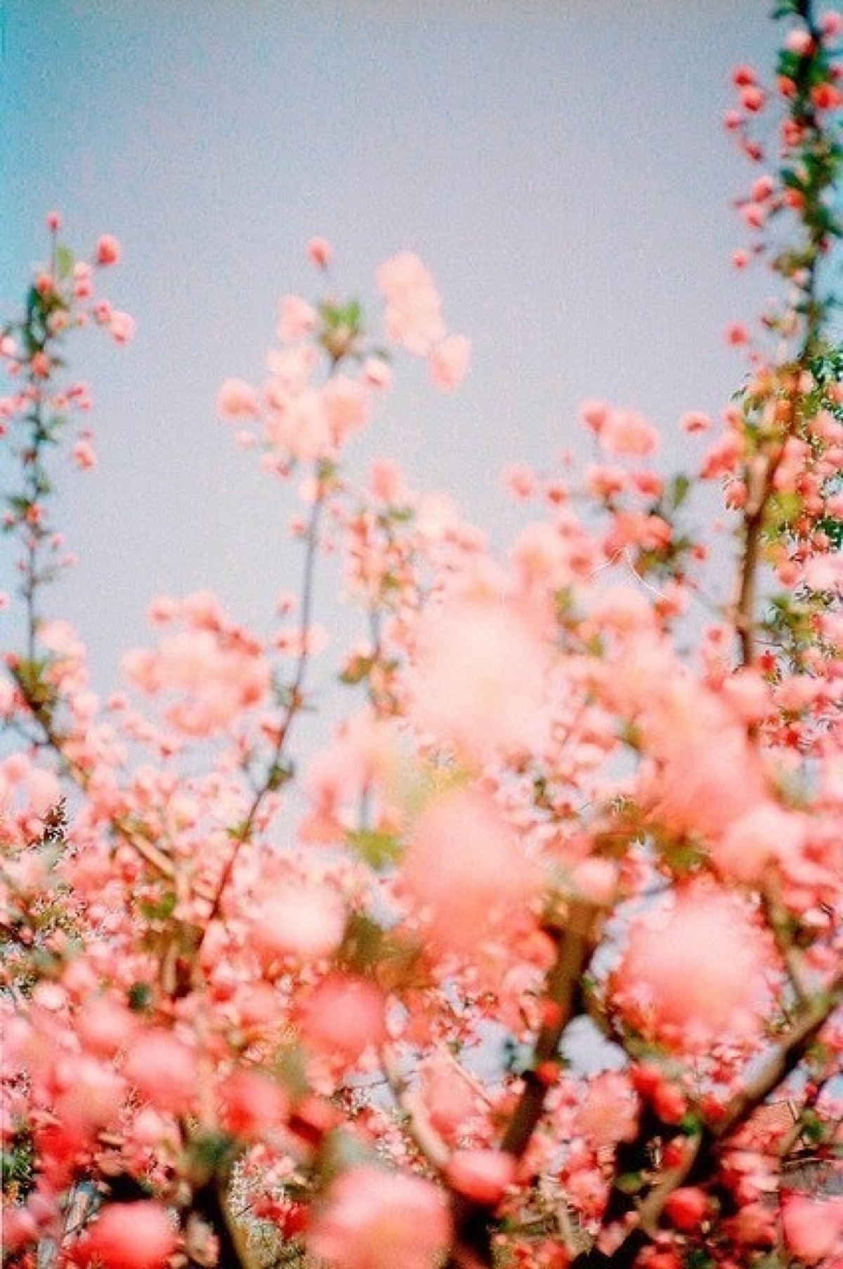 61壁纸 清新 欧美 句子 插画 复古 原宿61 花朵