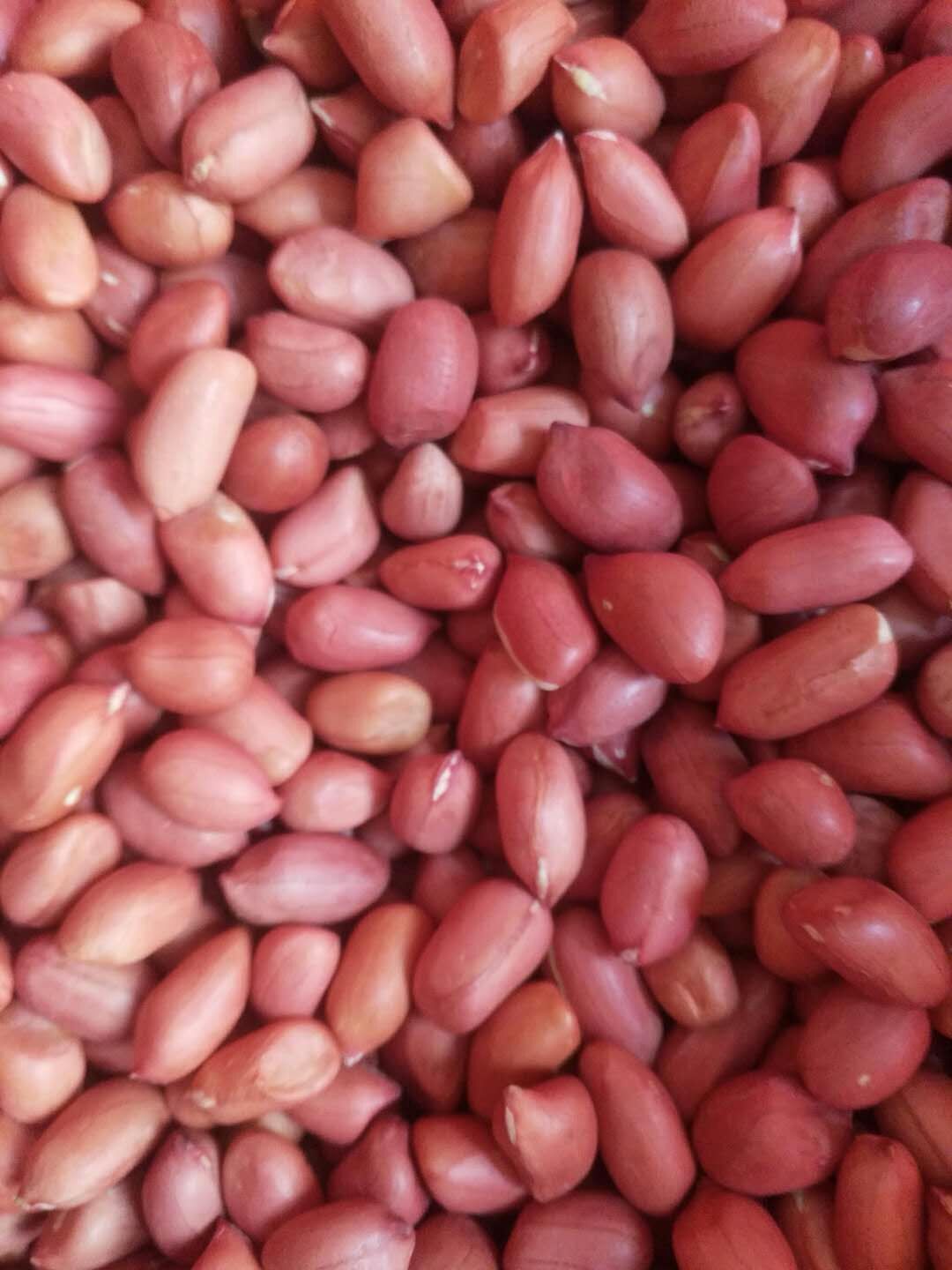 [花生种子批发]花生种子价格3.2元/斤 5000斤起批 - 惠农网