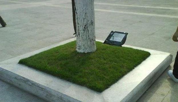 树池竟然用水泥砂浆硬化,合理吗?