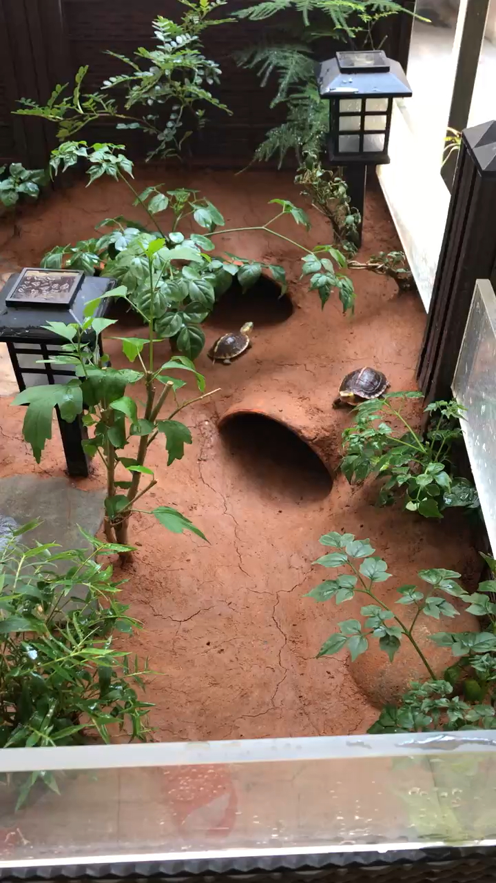 黄缘龟仿自然环境养殖,在家阳台养的-度小视