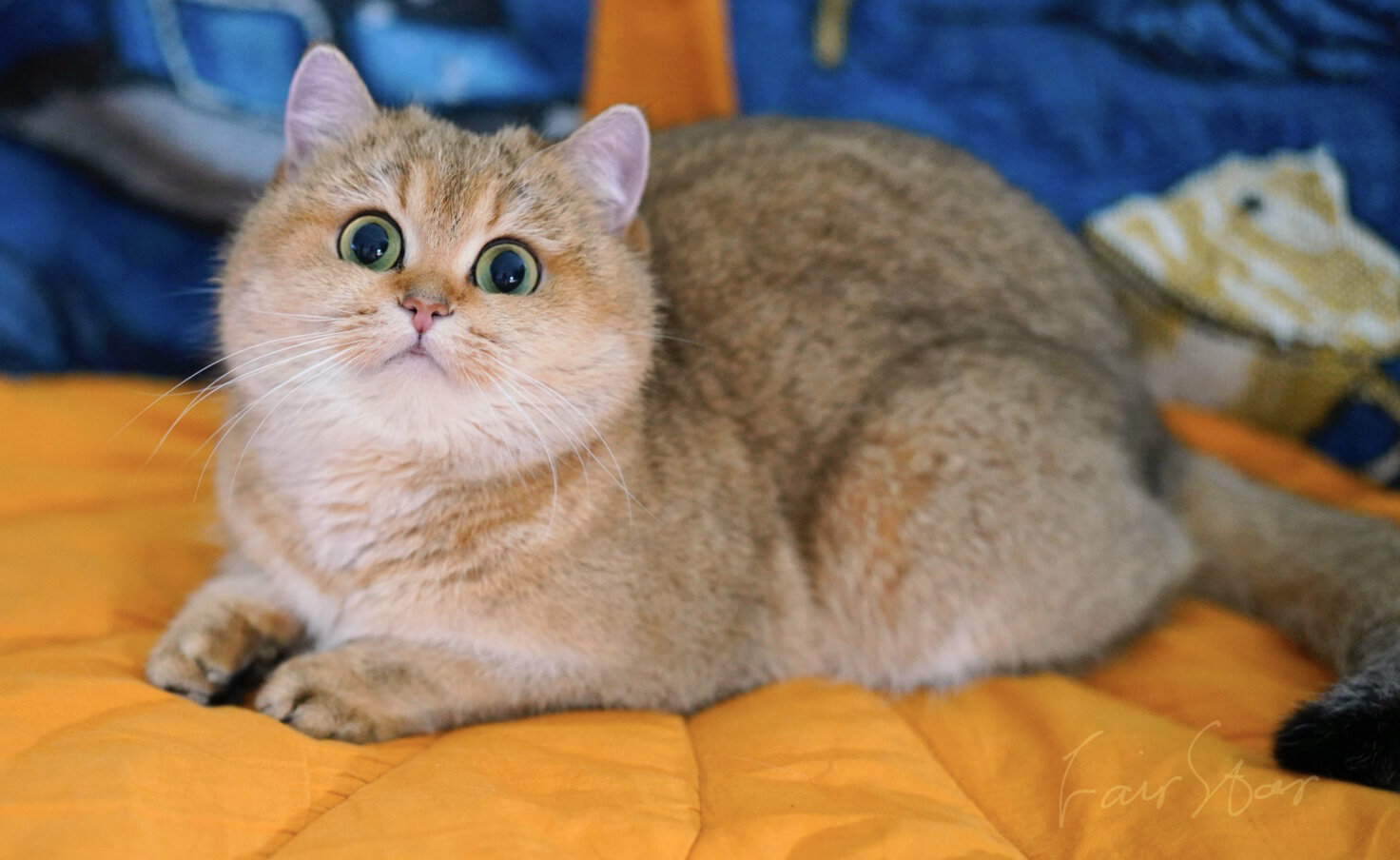 英短金渐层|25色黑金渐层的魅力 25色黑金是大部分繁育人最早接触的