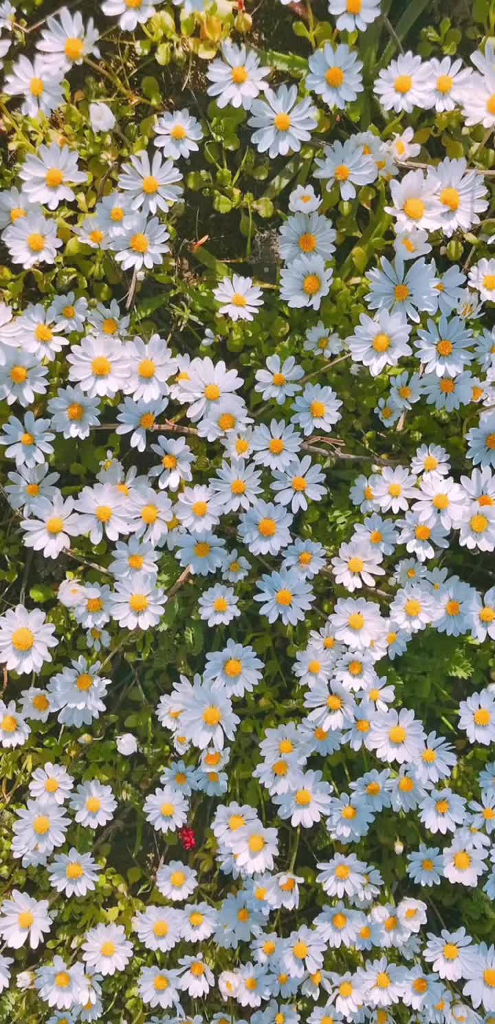 你们写词我作曲治愈系壁纸