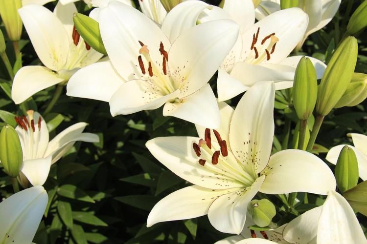 百合能放室内吗( 百合可以放在室内么 )