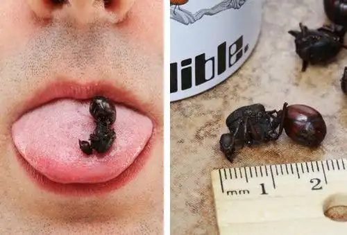 巨型蚂蚁的各种吃法南美人重口味小吃组图