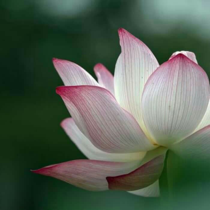 高清看淡一切的图片头像