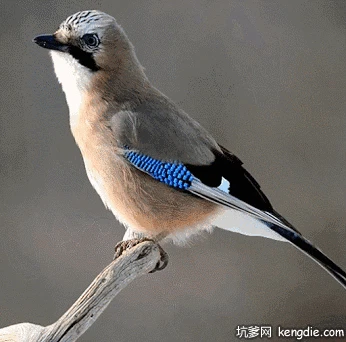 漂亮的小鸟站在树枝上gif动态图片-动态图片吧 – 坑爹网手机版