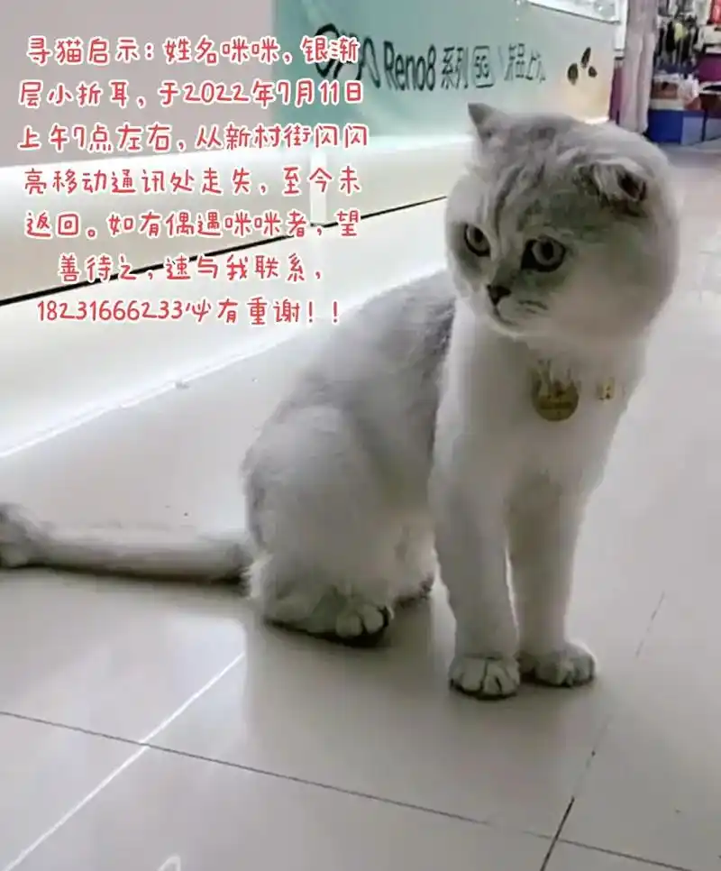 寻猫启示:姓名咪咪,银渐层小折耳,于2022年7月11日上午 - 抖音