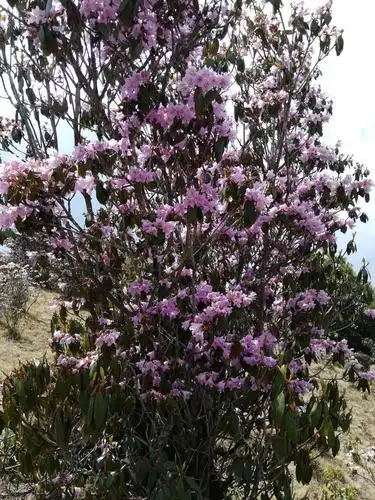 满山杜鹃花正红