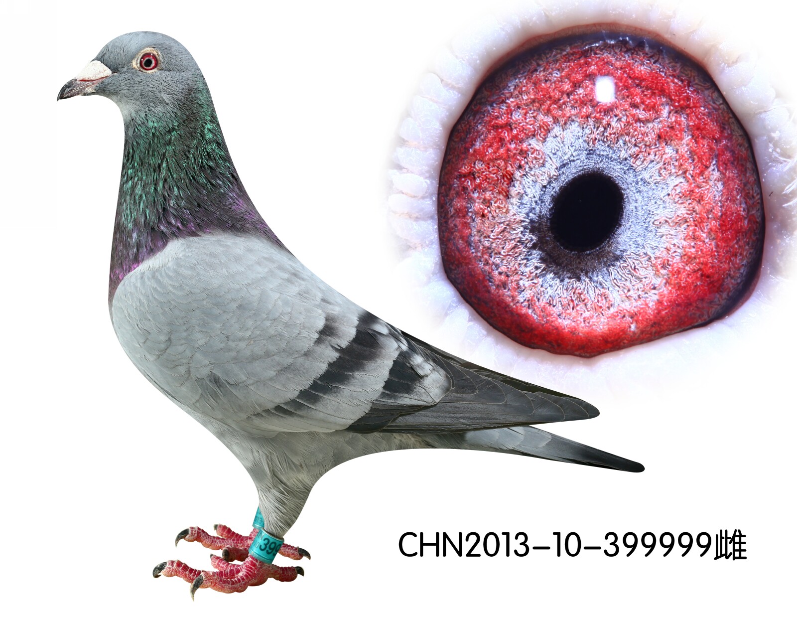 电脑戈马力1574076直女_欧亚种鸽中心_ ag188.