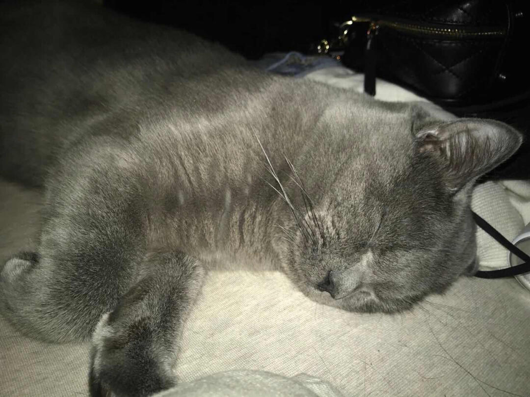 一个过敏了200年的铲屎官心得—贝帮环境驱虫喷雾