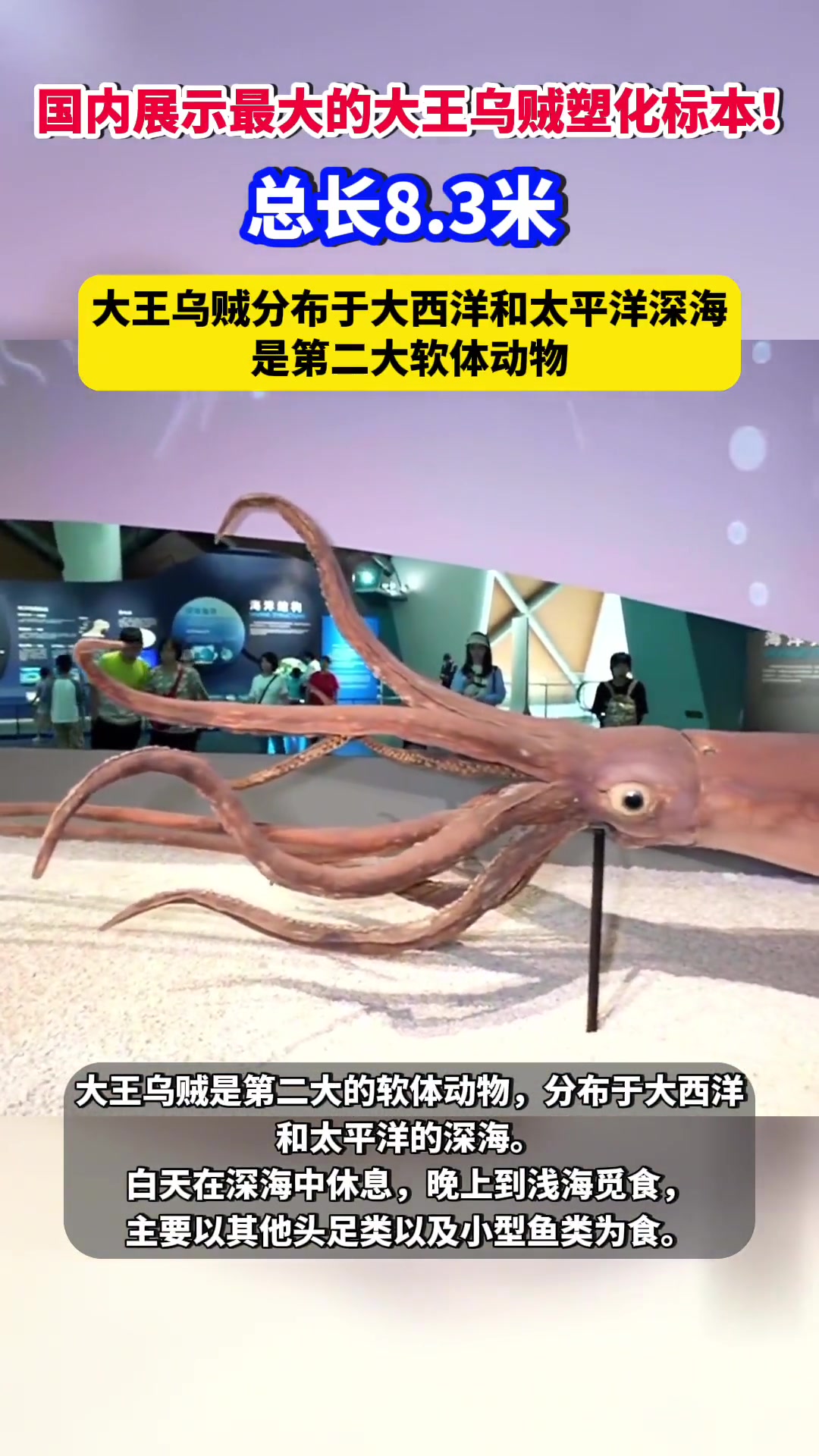 国内展示最大的大王乌贼塑化标本!总长8.