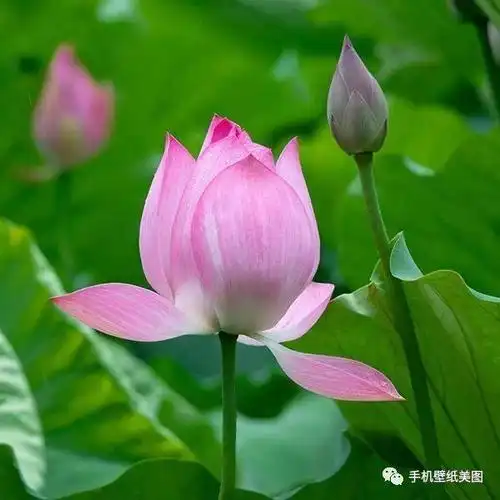 增加好运的微信头像_头像图片_扣扣乐园