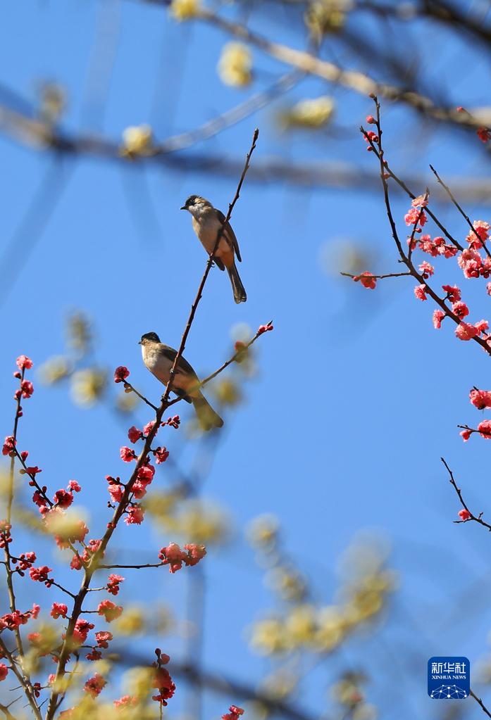 鸟语花香春意浓
