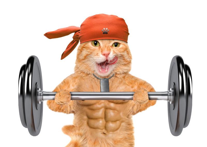 白色背景前健身猫拿着哑铃