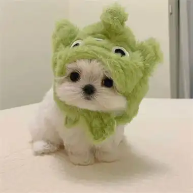 超萌的可爱动物头像合集