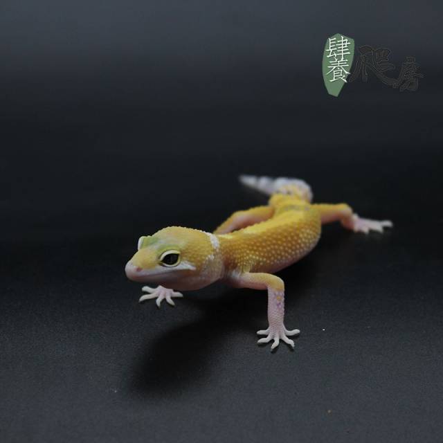 板车 本期推荐物种,豹纹守宫 暖色系 橘子 橘白 蛙风吹过以后还是来