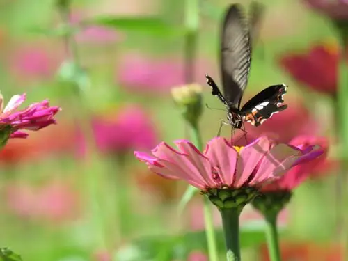 蝴蝶飞在花丛中