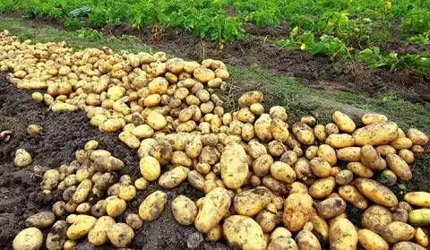 那年今日!记忆里的洋芋