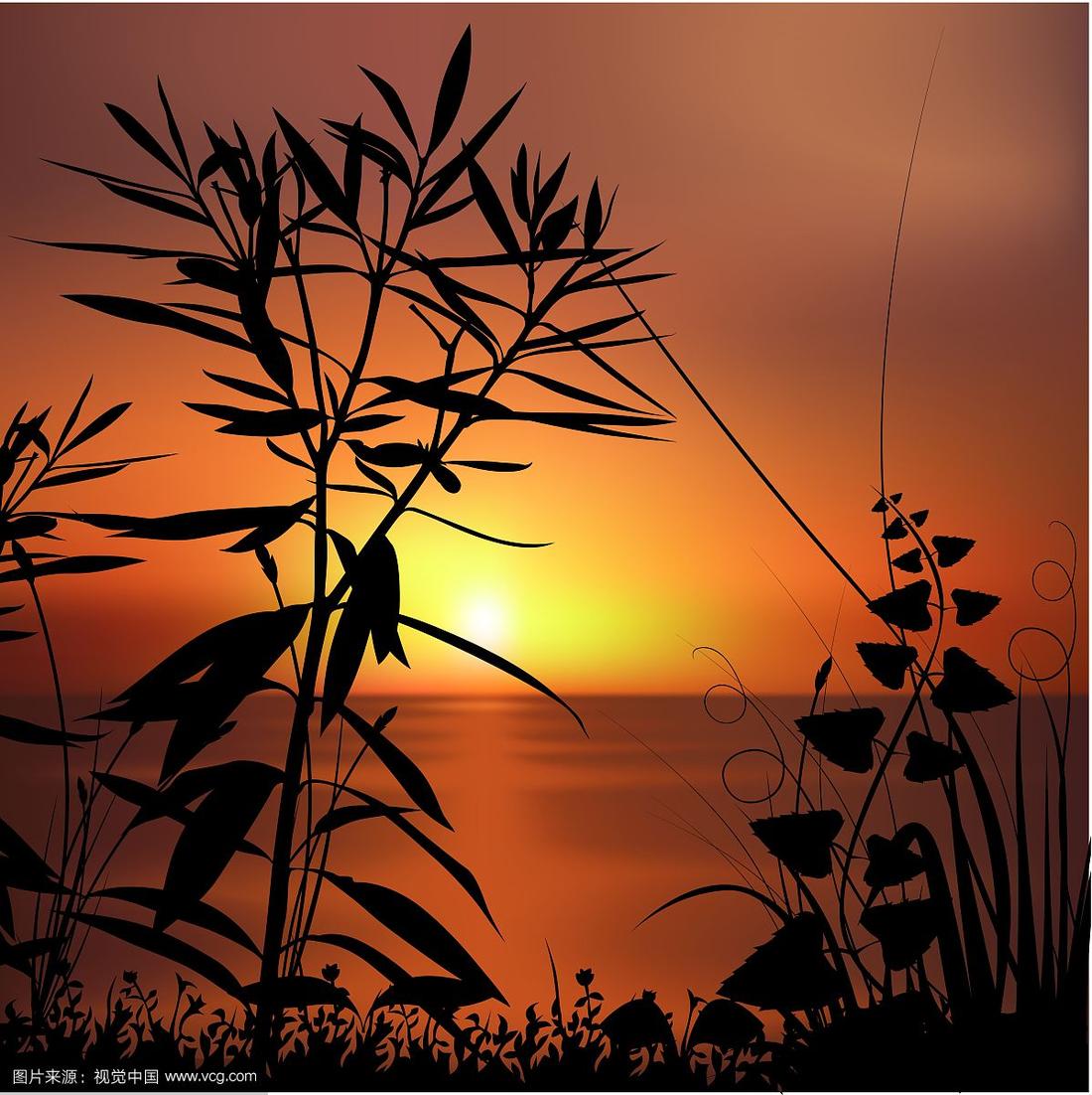 日落和植物剪影