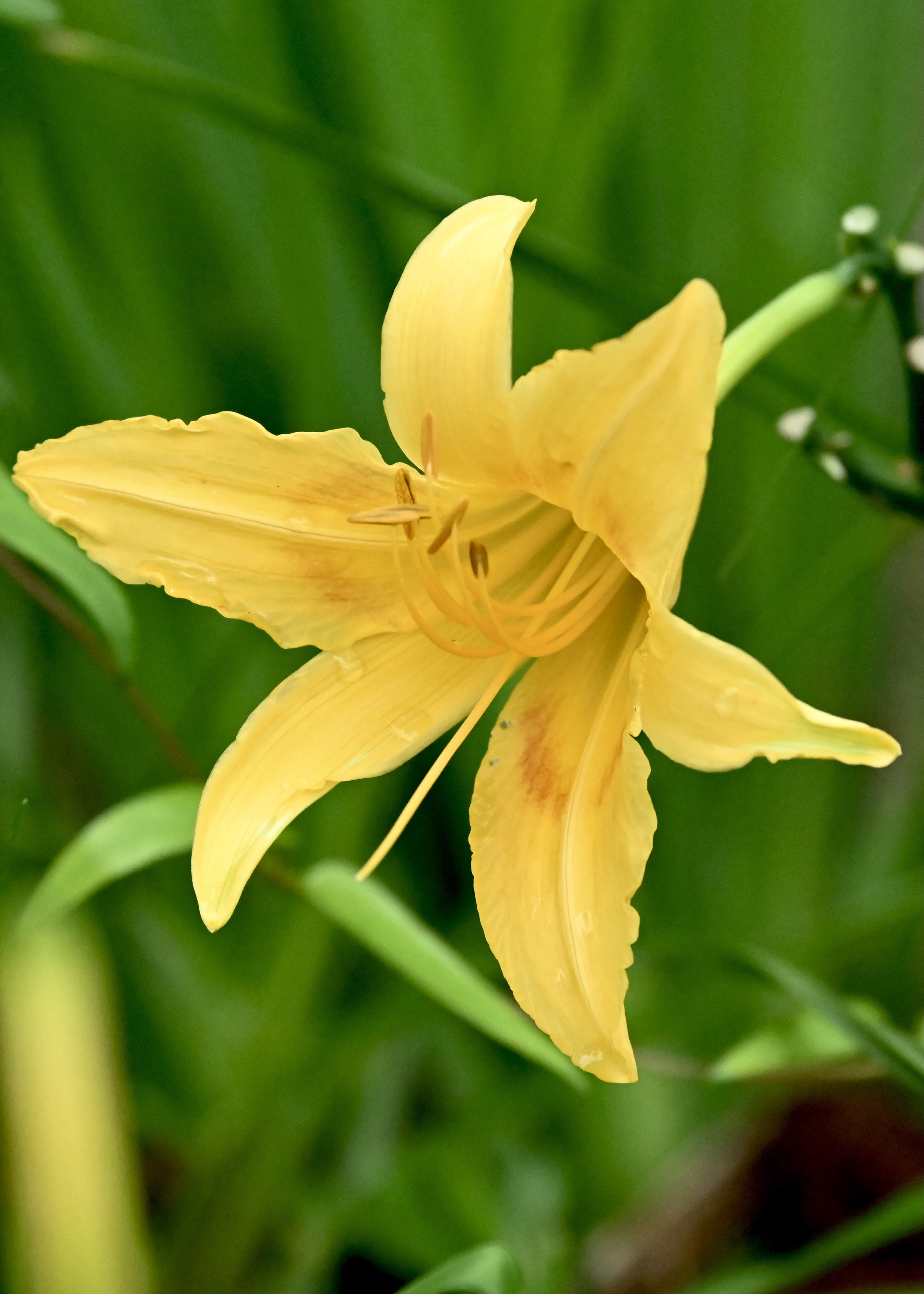 萱草花原产於中国 西伯利亚及东南亚等 为中国传统的