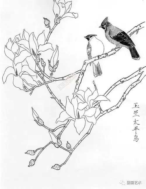 春天来了,欣赏一组白描花鸟画稿!
