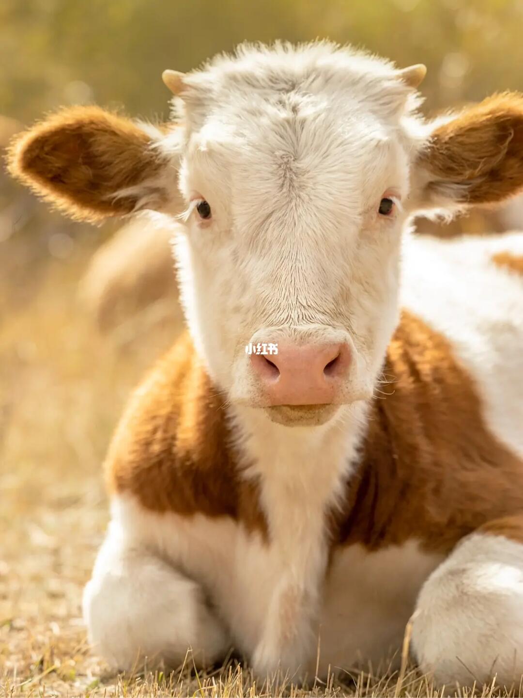 喜欢可爱的小萌牛吗