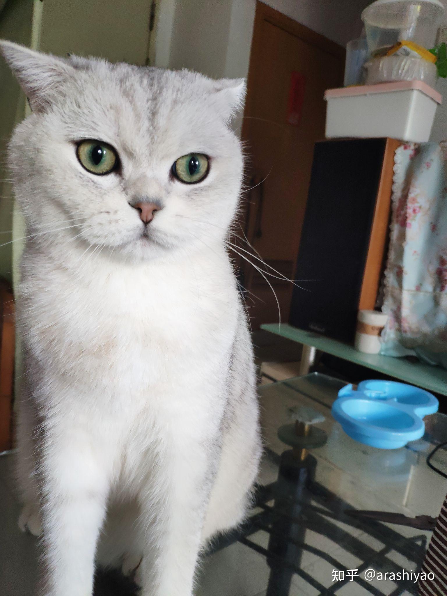 银渐层有多丑? - 知乎