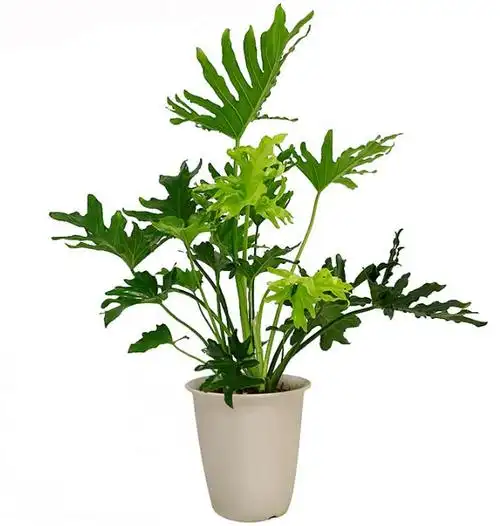 植物春雨怎么养喜欢春雨就按这样的方法养一盆吧