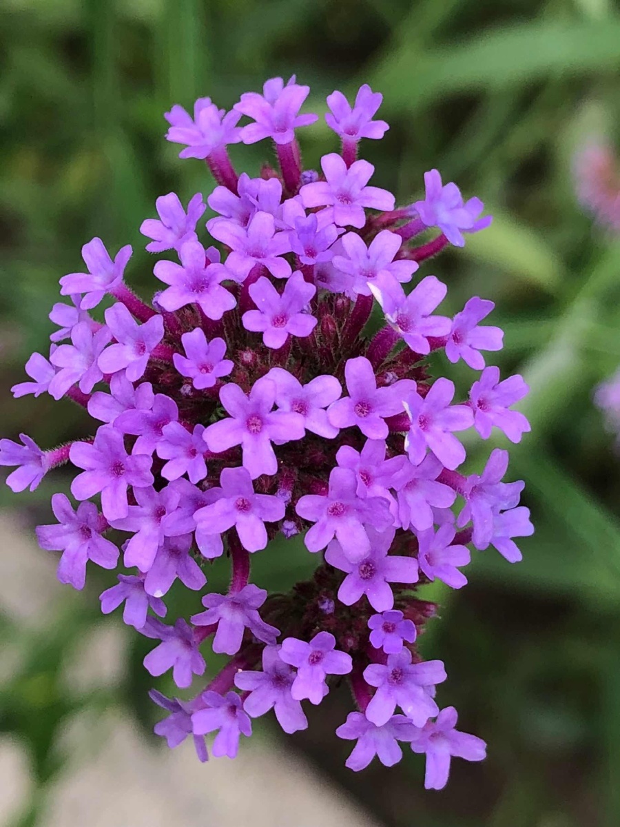 小花花穿个粉紫色