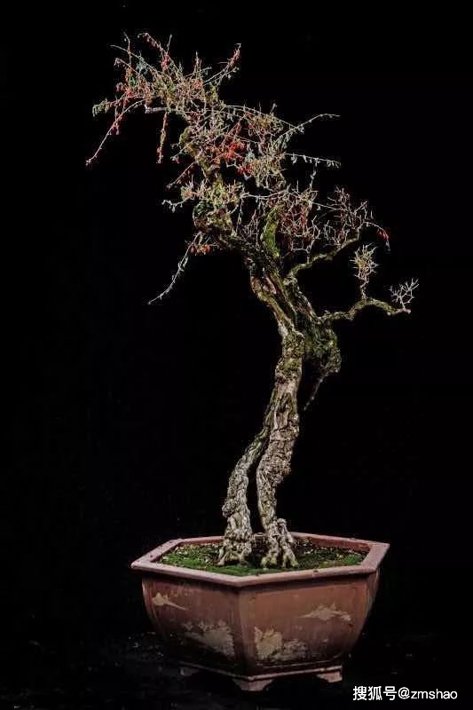 枸杞盆景欣赏