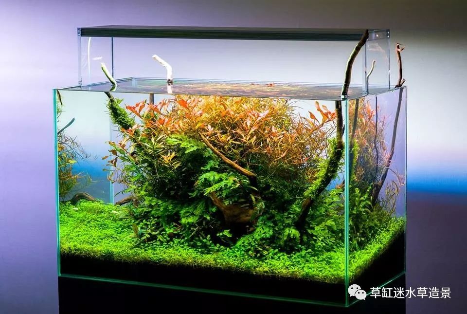 强势欣赏一些60cm草缸