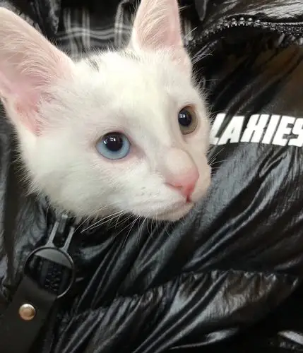 已领养坐标武汉五月大异瞳田园小白猫