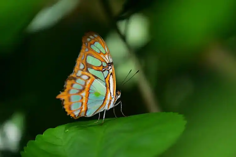 蝴蝶翩翩起舞,姿态各异.