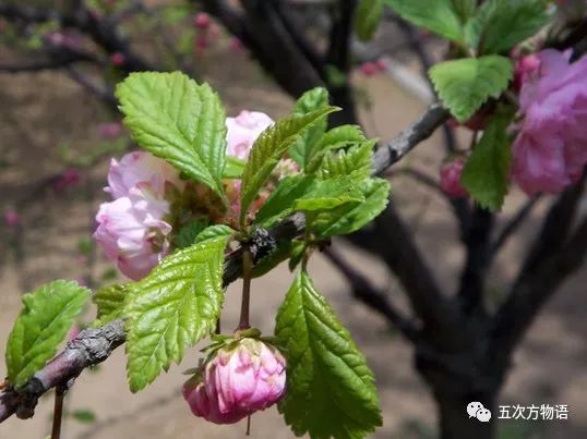 三九的梅花红了东北满山的雪这是扯犊子