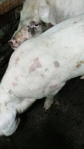 猪病症状治疗诊断治疗预防----- 怀疑猪瘟和猪痘或葡萄球菌