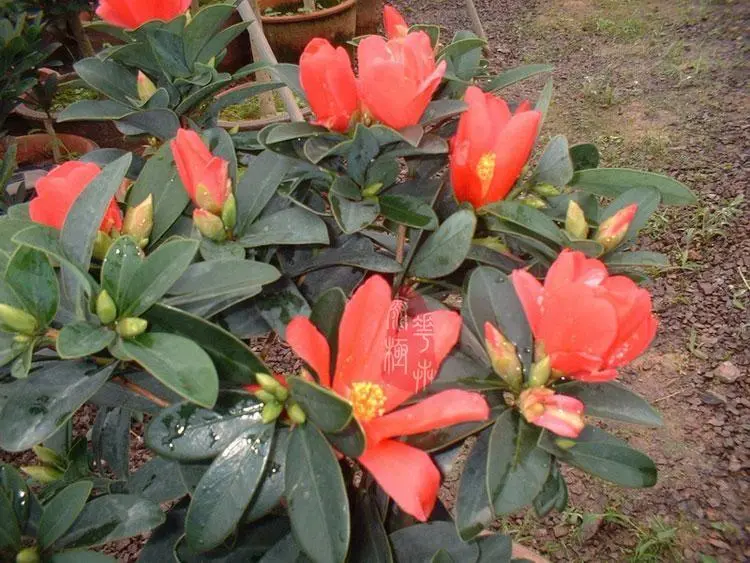 【四季杜鹃红山茶】珍稀植物 四季开茶花 太极花木苗场 种子鲜花