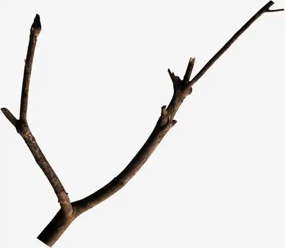 植物枯树枝免抠素材免费下载_觅元素51yuansu.com