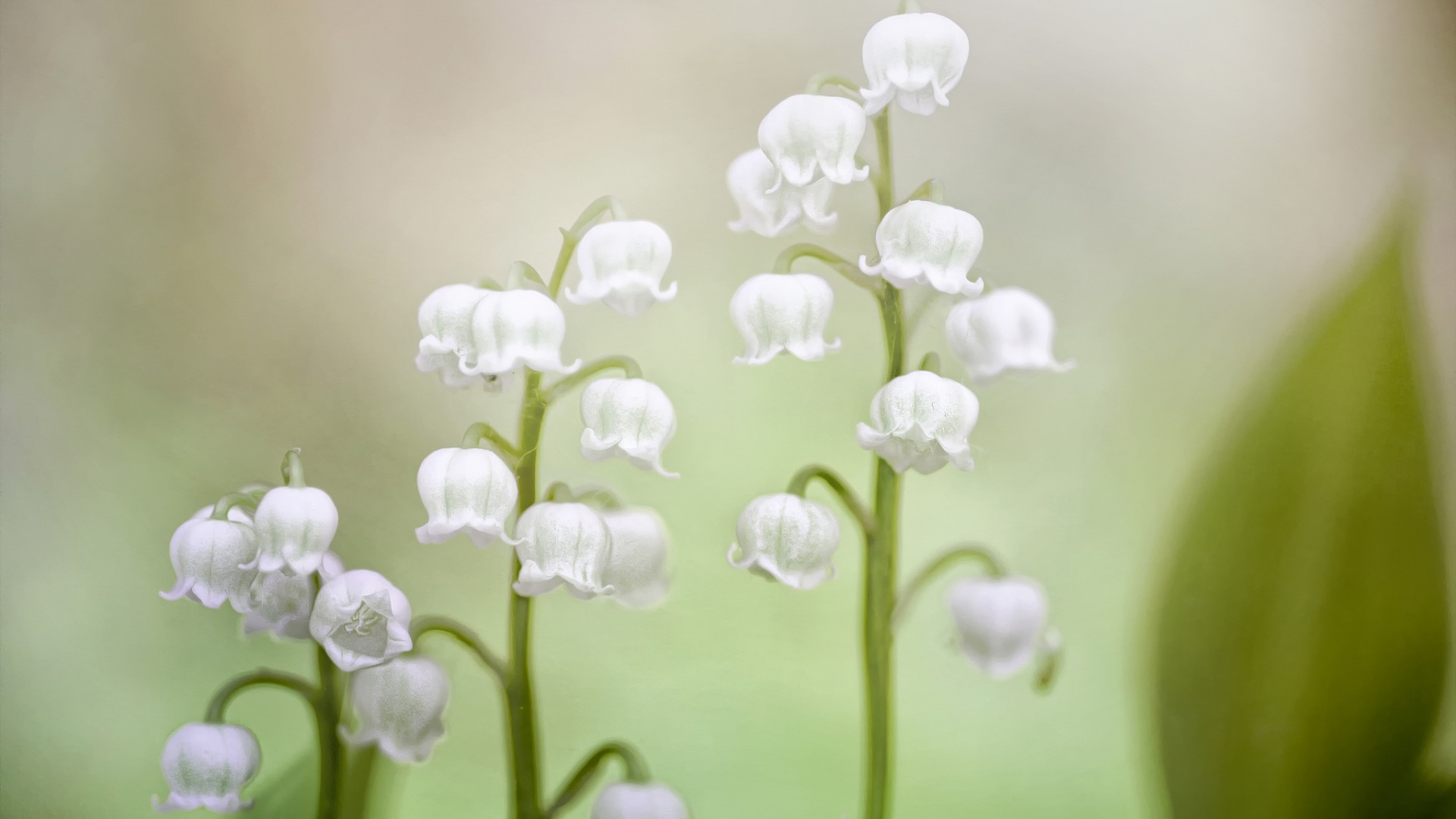首页 桌面壁纸 植物壁纸 绿色清新护眼铃兰植物摄影高清宽屏壁纸 上一
