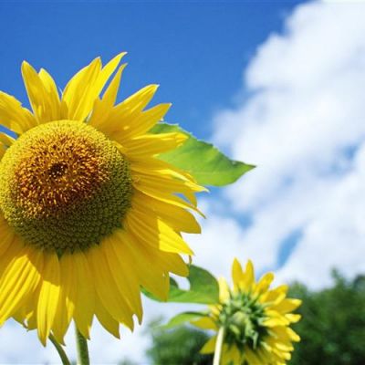 2022最新版阳光大气的风景头像很好看的风景个性头像合集